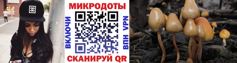 дарк нет наркотические препараты  Борзя  Псилоцибиновые грибы Psilocybe  как найти закладки 